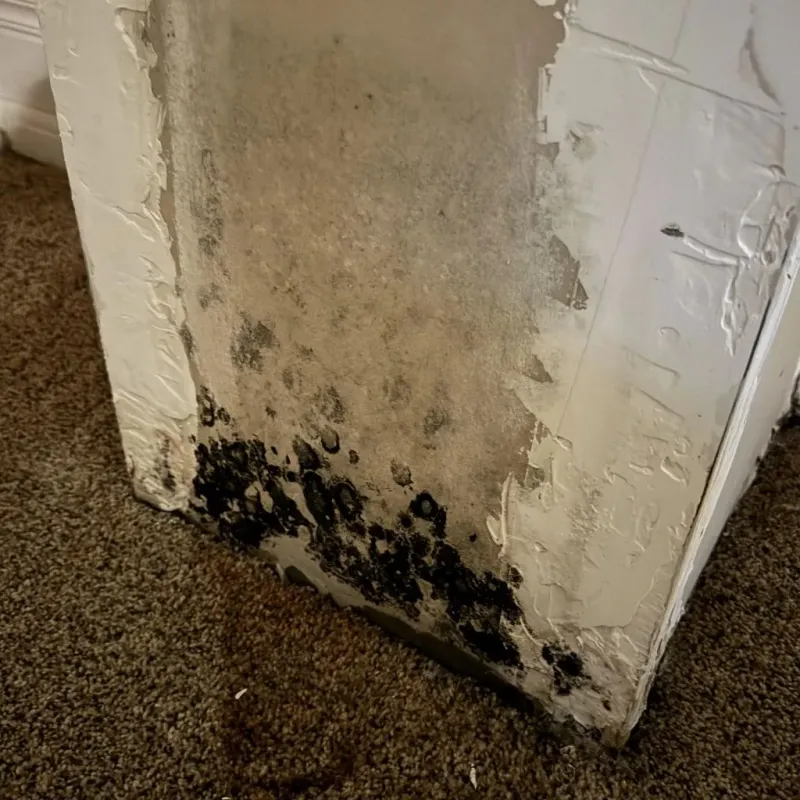Professional Mold Removal in North Plains, OR